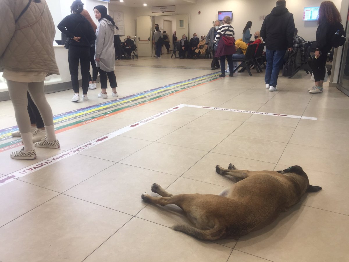 İzmir'deki hastanelerde başıboş köpek tedirginliği