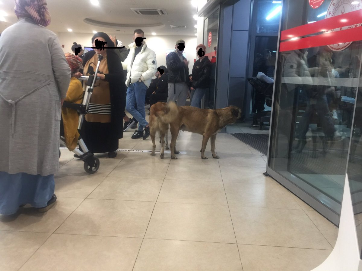 İzmir'deki hastanelerde başıboş köpek tedirginliği