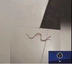 Hastanenin içine giren yılan ortalığı birbirine kattı