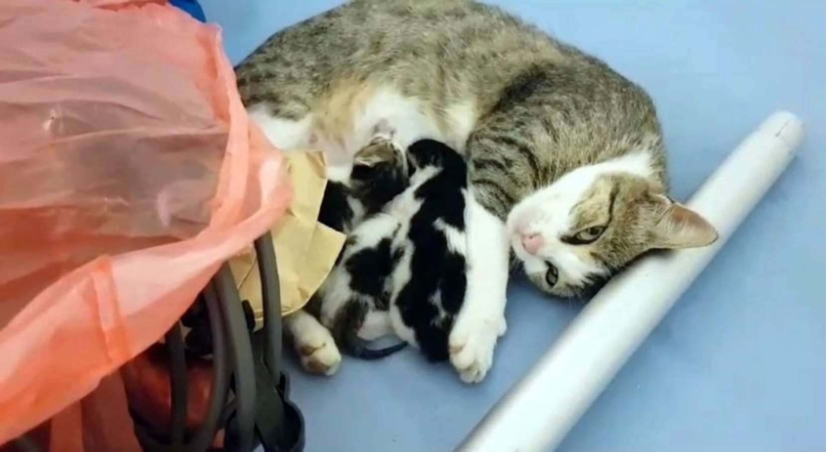Anne kedi, ağzında taşıdığı yavrusunu acil servise getirdi
