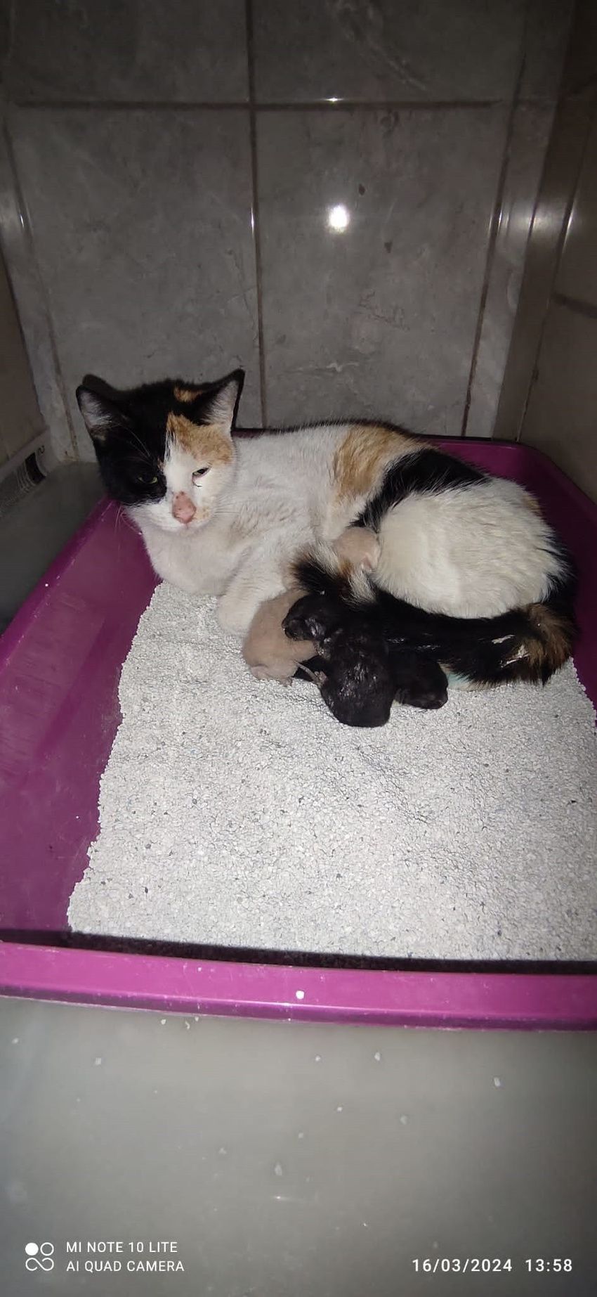 Doğum zamanı gelen kedi kendini hastaneye attı: Hastane merdivenlerinde yavrularını doğurdu! - Resim : 1